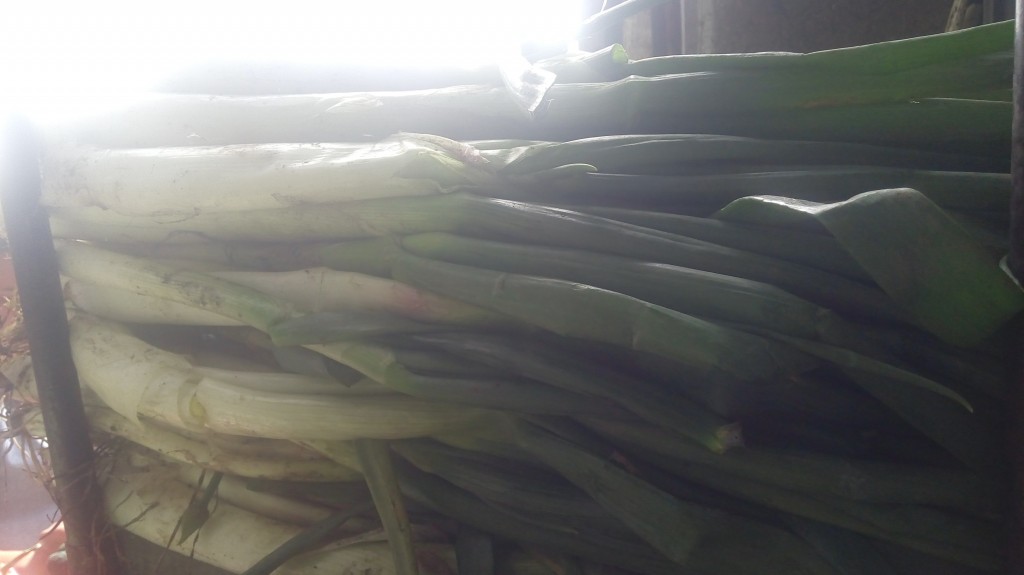 Cebolla larga