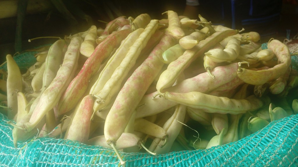 Frijol