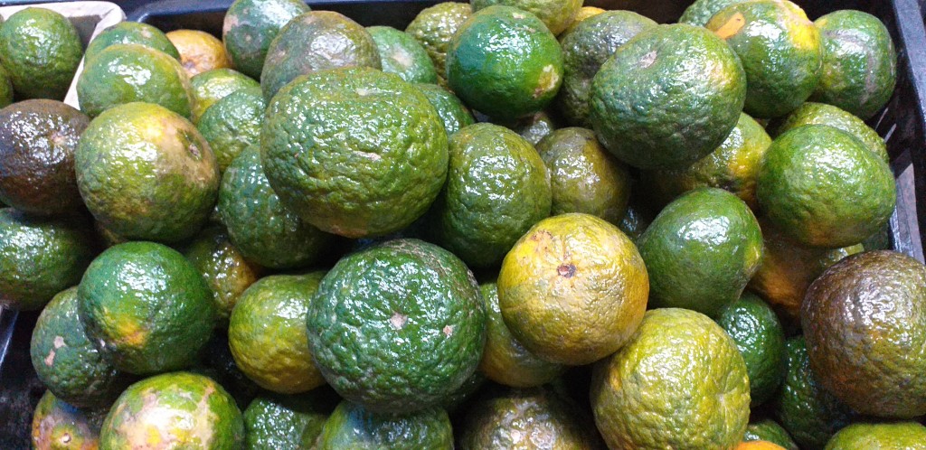 Mandarina oneco 1ra