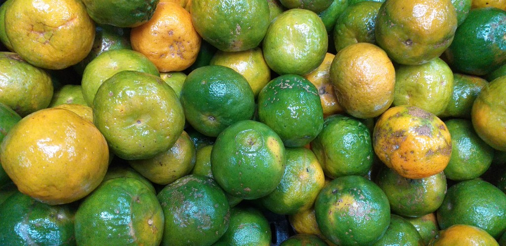 Mandarina oneco 2da