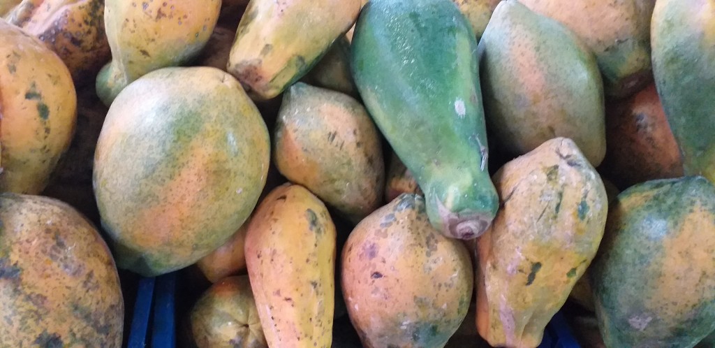 Papaya tainung