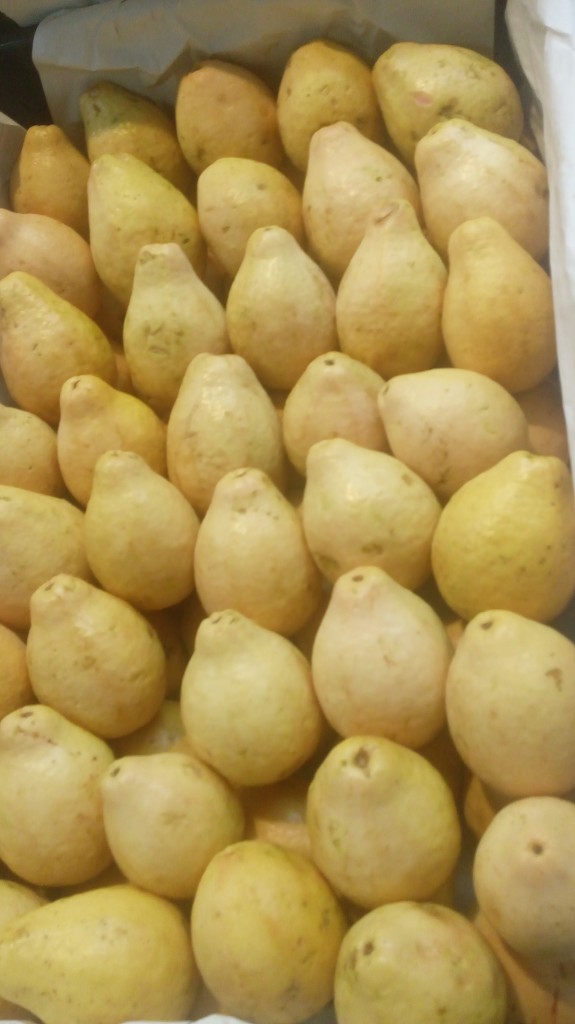 Guayaba gruesa
