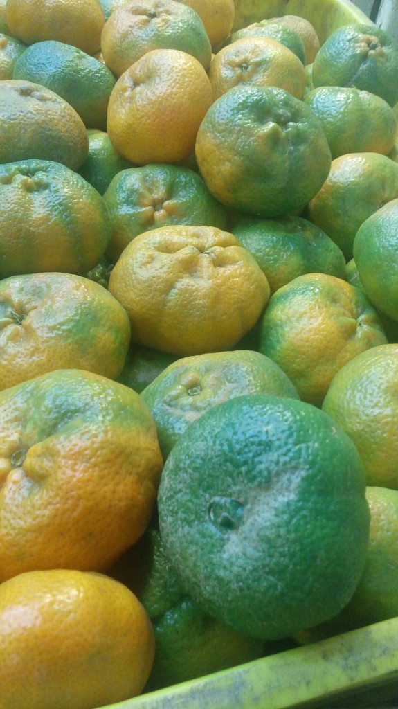 Mandarina arrallana