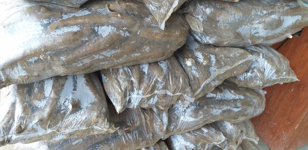 Yuca playera/27kg