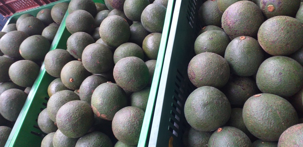 Aguacate reed 1ra