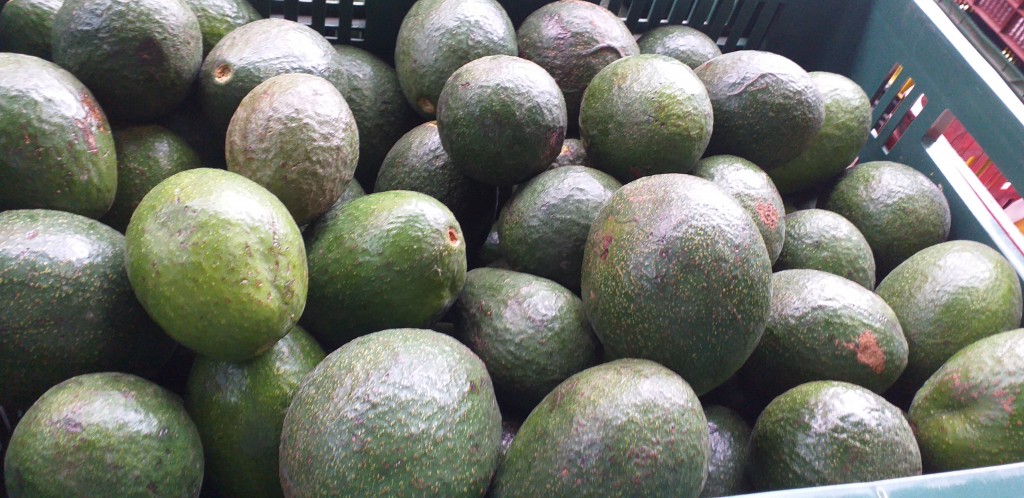 Aguacate reed parejo
