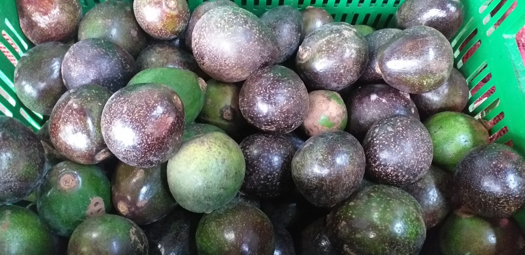 Aguacate colin reed