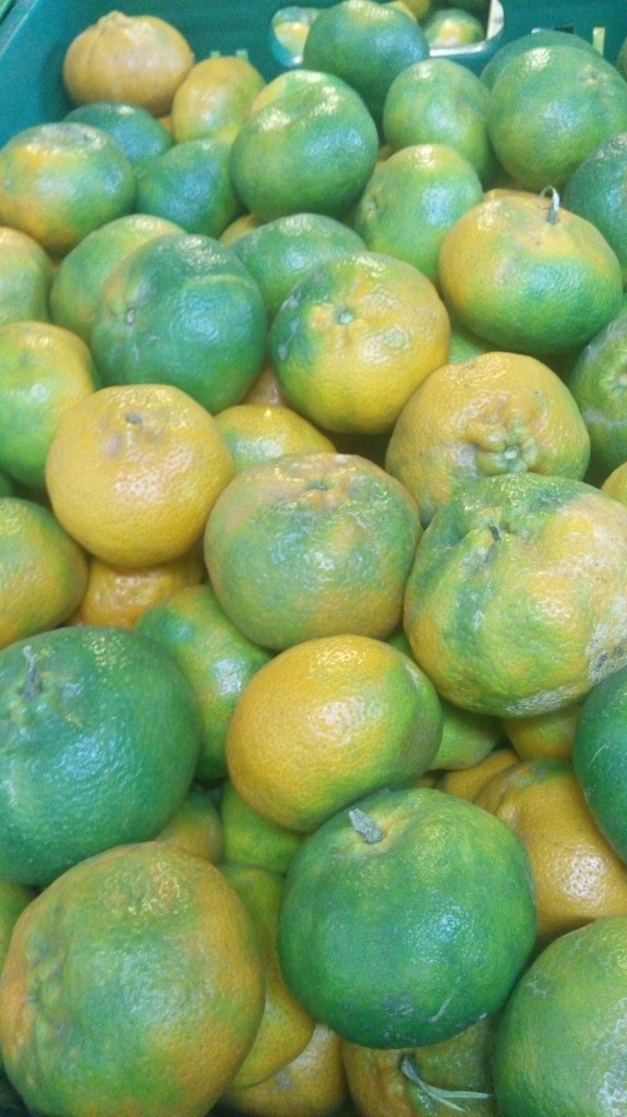 Mandarina oneco