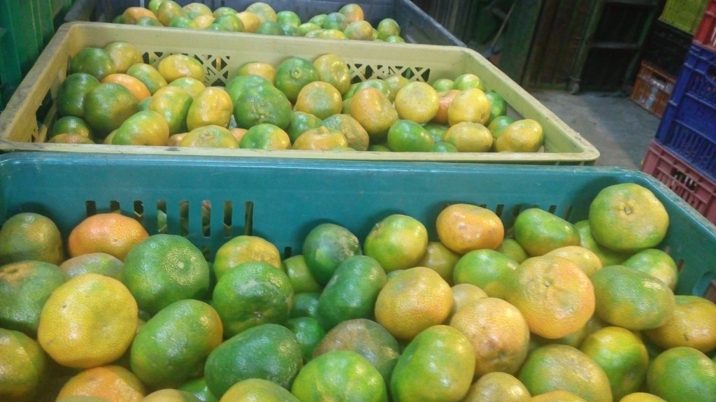 Mandarina arrallana pareja