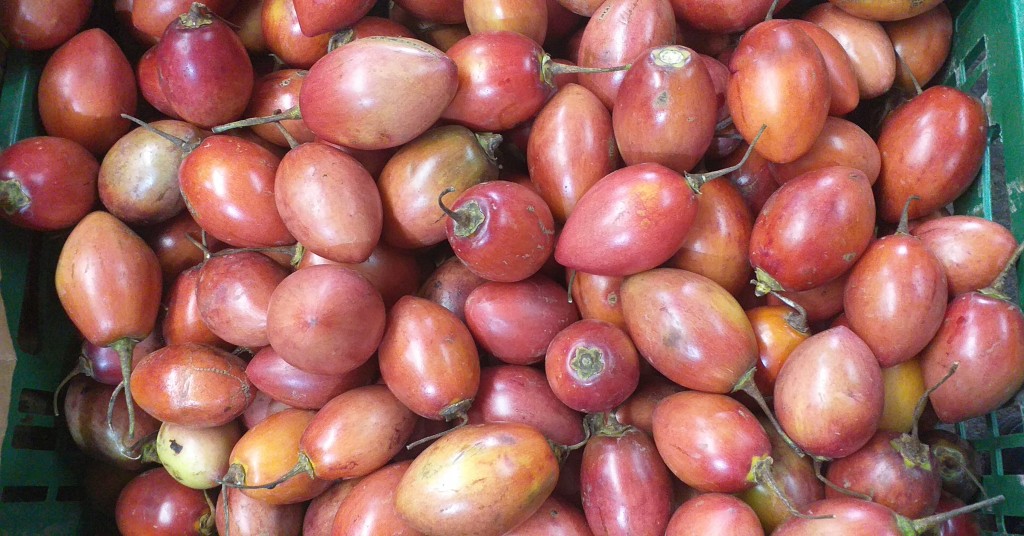 Tomate de arbol injerto