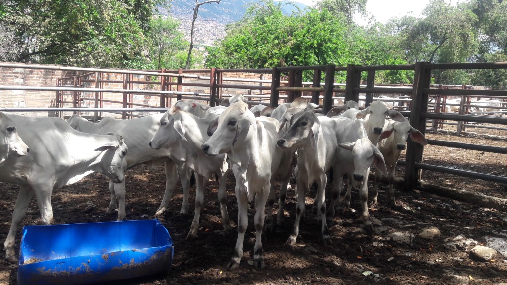 Terneras Braham blanco