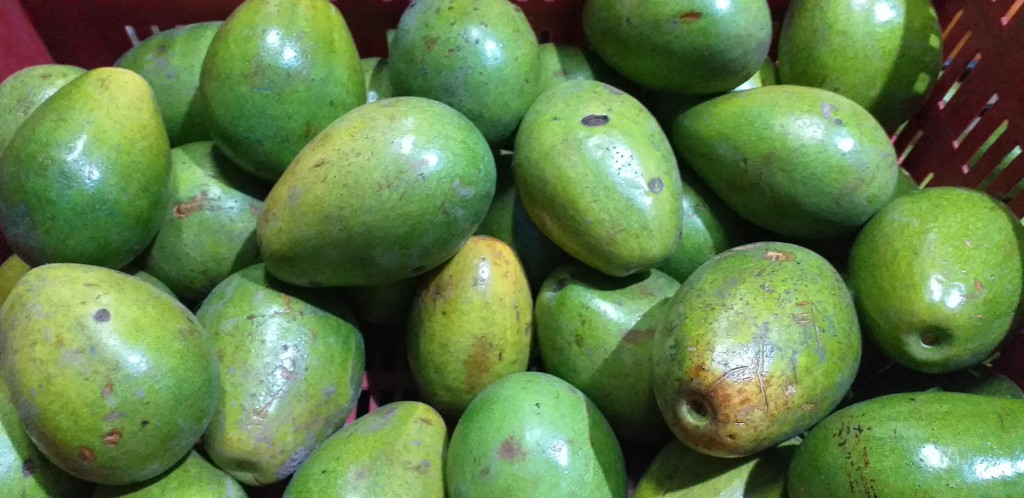 Aguacate papelillo 2da