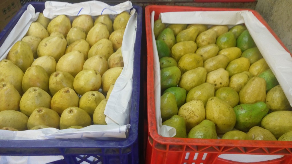 Guayaba gruesa