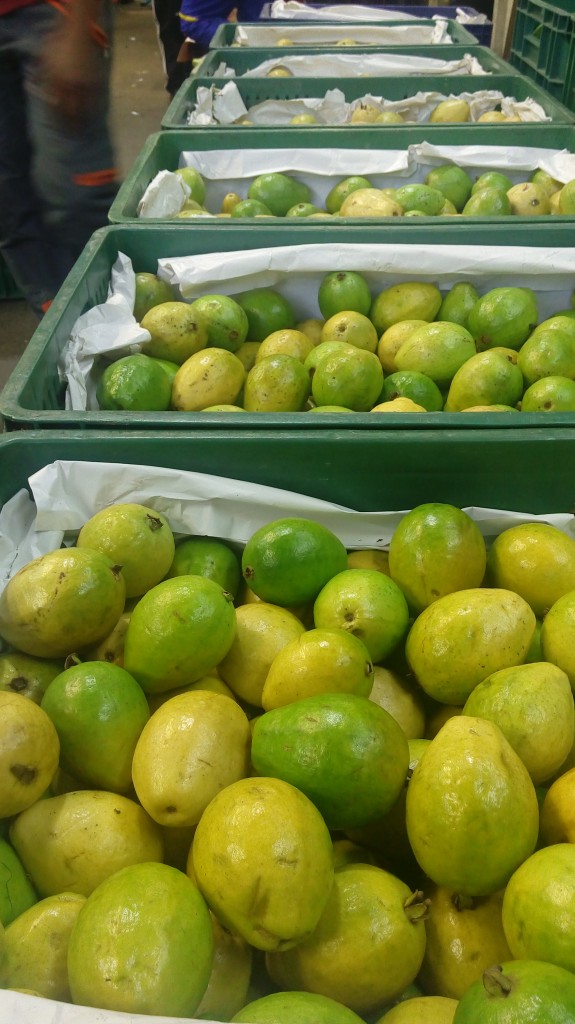 Guayaba