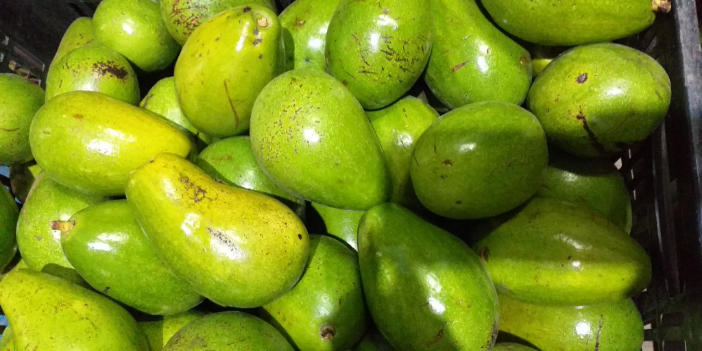 Aguacate papelillo