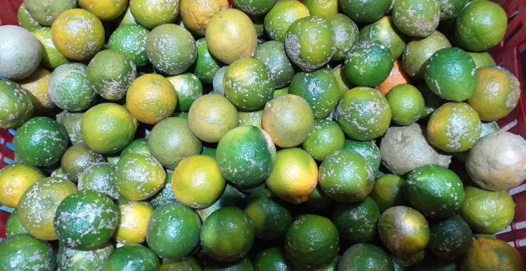 Limon mandarino