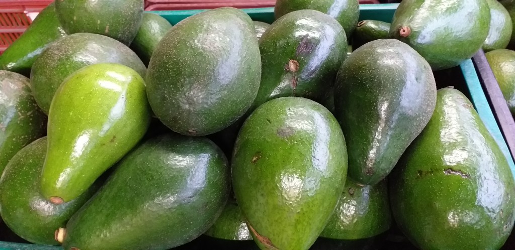 Aguacate santana