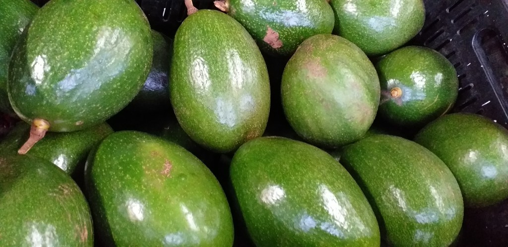 Aguacate choquette