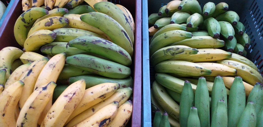 Banano criollo