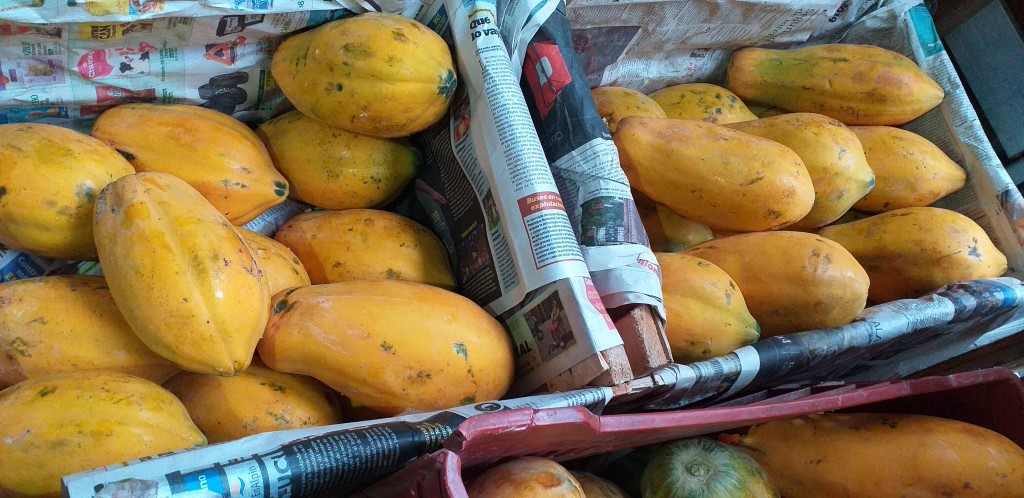 Papaya maradol