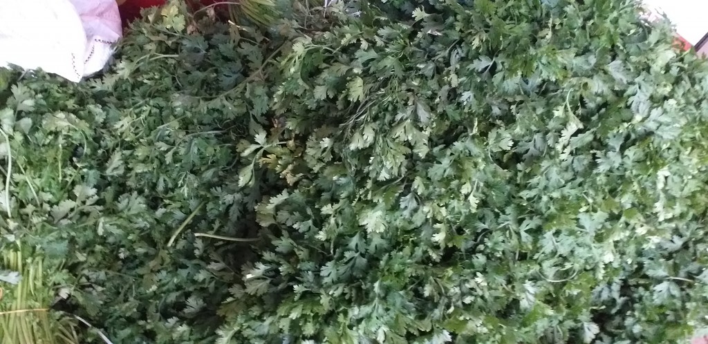 Cilantro