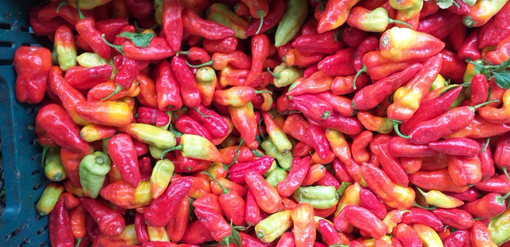 Aji dulce