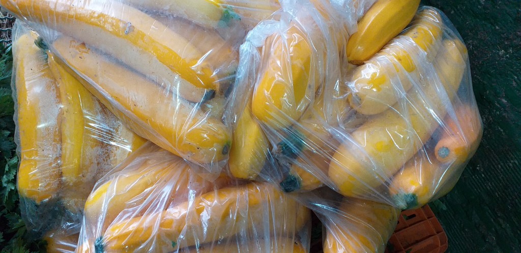 Zucchini amarillo