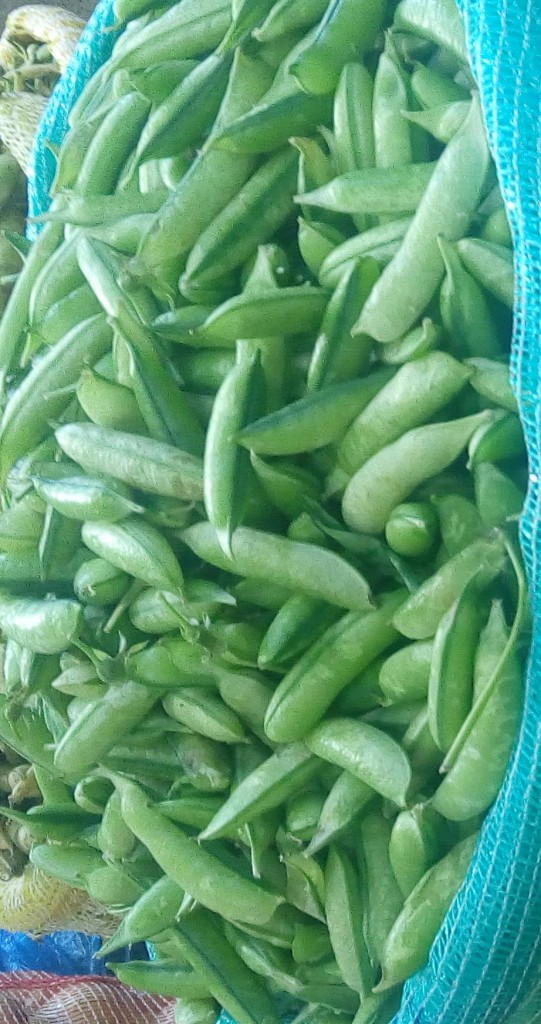 Arveja en cascara