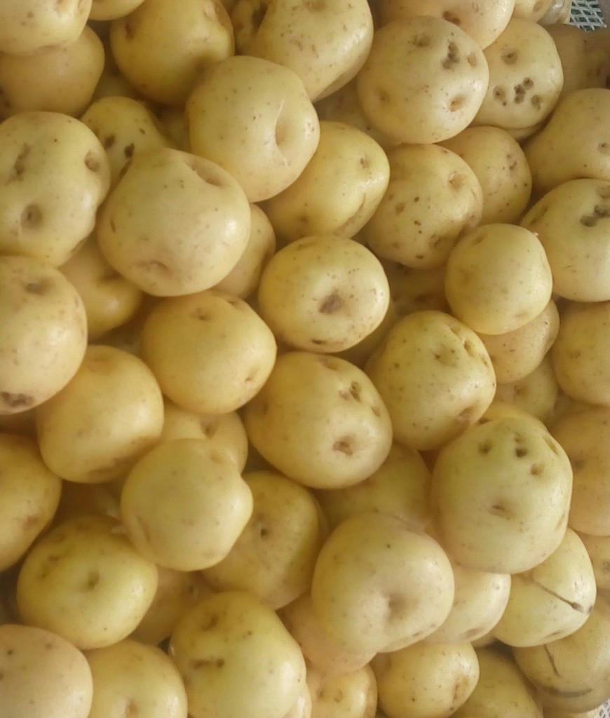 Papa criolla