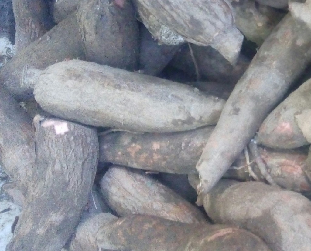 Yuca