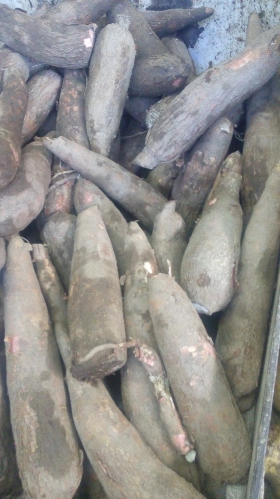 Yuca