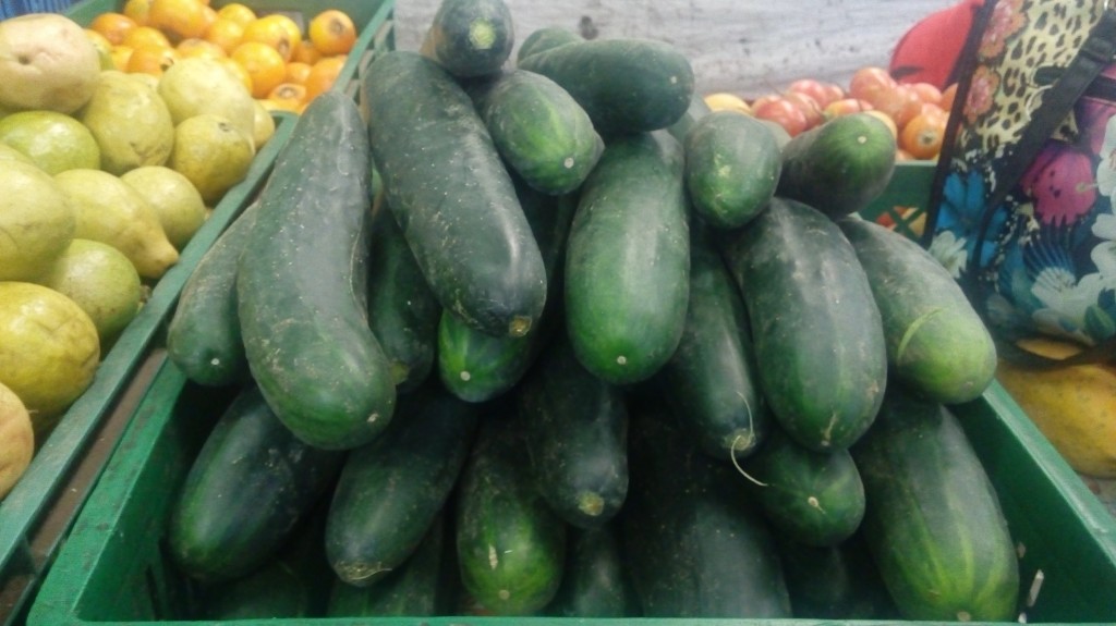 Pepino cohombro