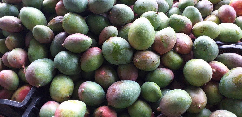 Mango farchi delgado