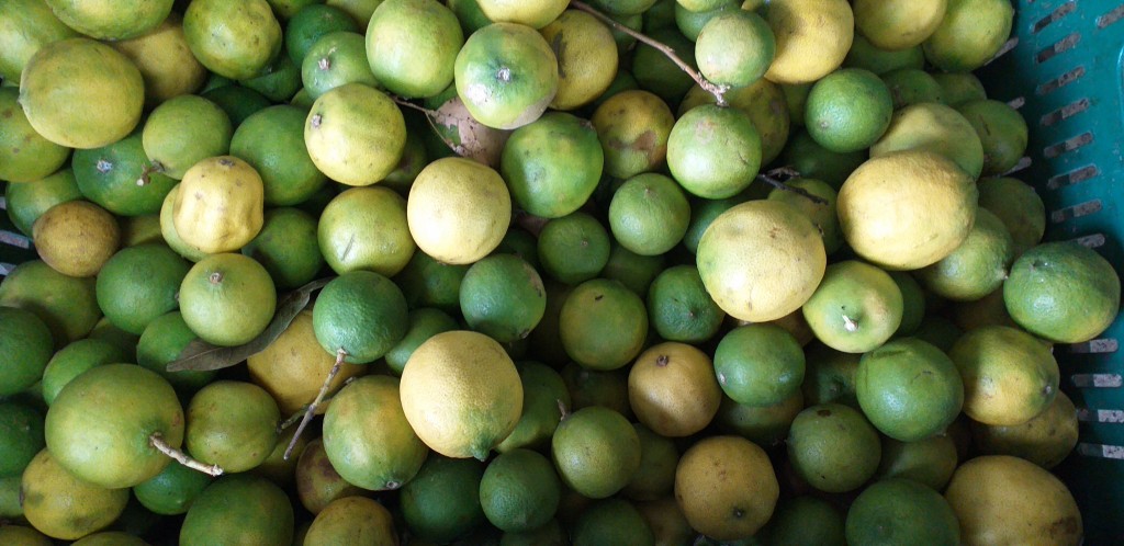 Limon mandarino