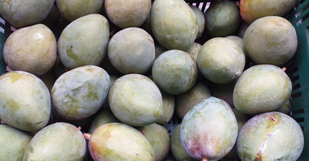 Mango filipino