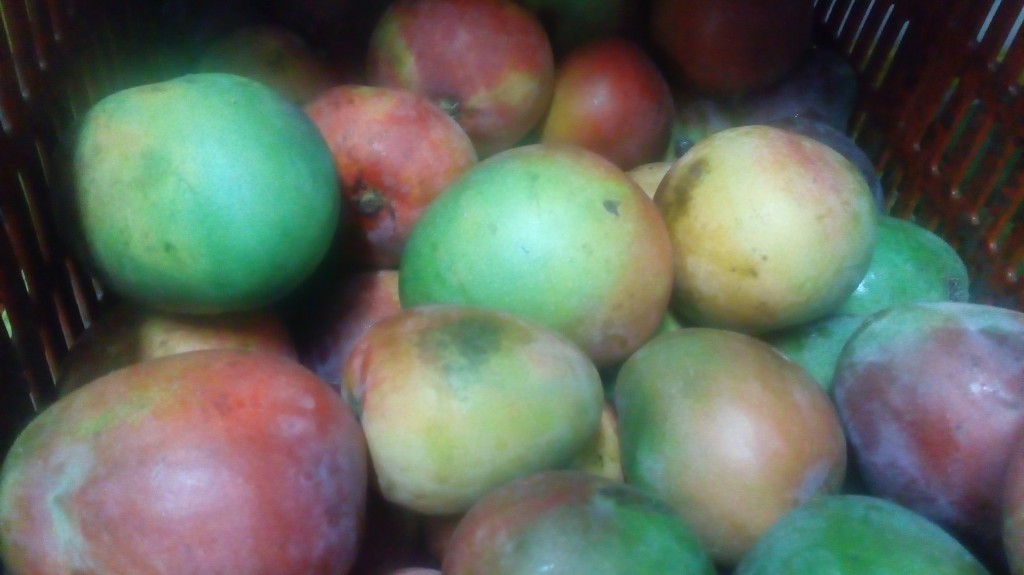 Mango tomy