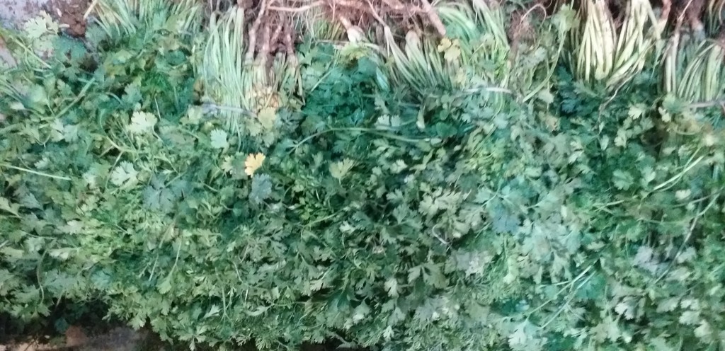 Cilantro