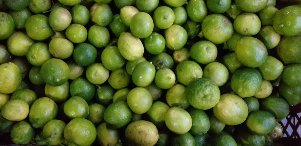 Limon criollo