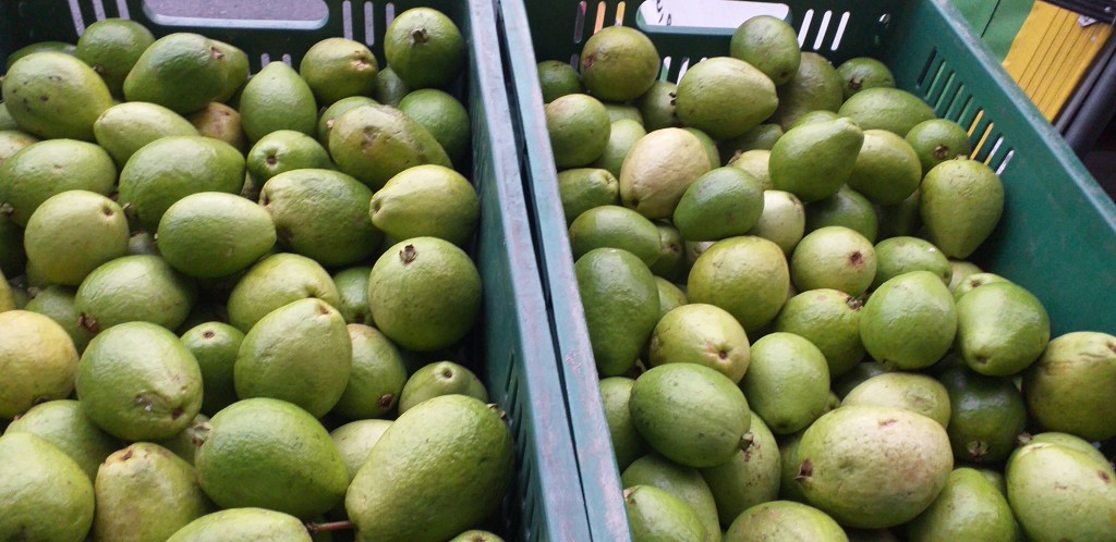 Guayaba pera 1ra