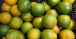 Naranja valencia de 1ra
