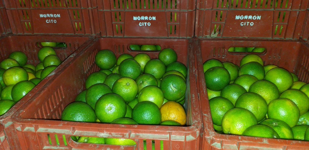 Naranja valencia 2da