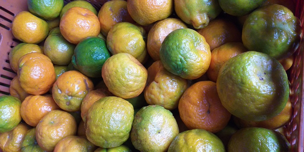 Mandarina oneco 1ra