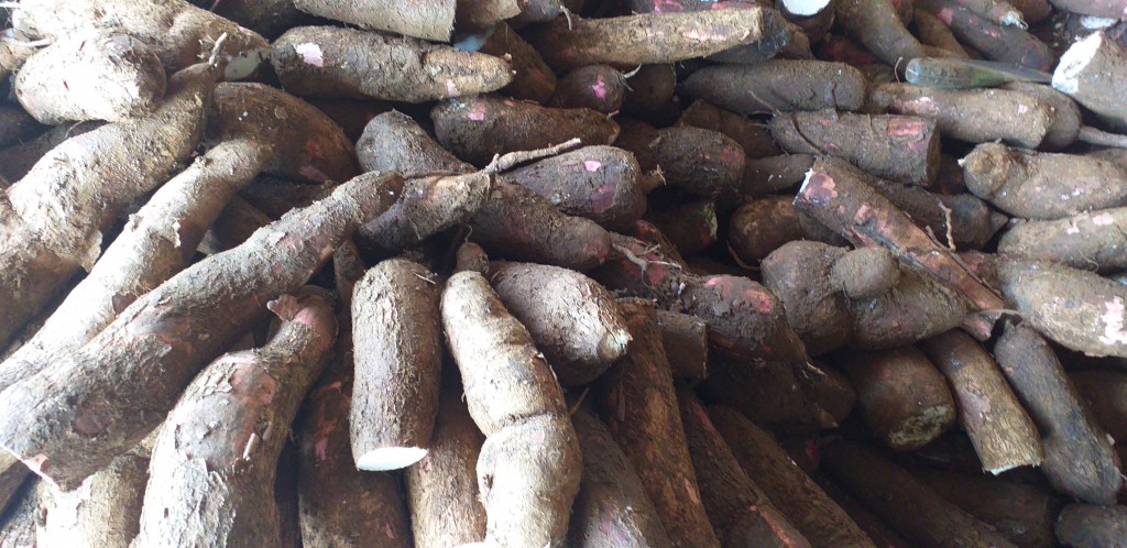 Yuca tierra mona