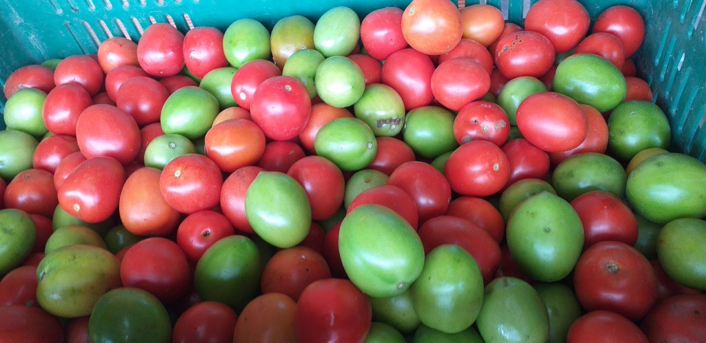 Tomate chonto 3ra