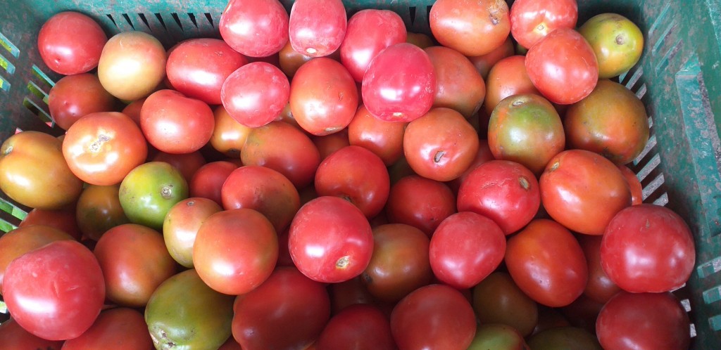 Tomate chonto semi extra