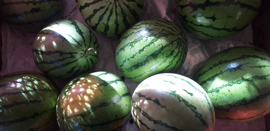 Sandia baby