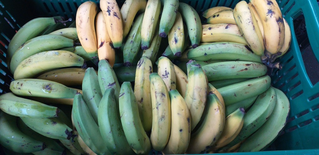 Banano criollo