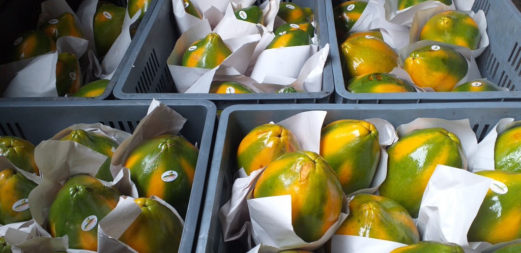 Papaya maradol encerada