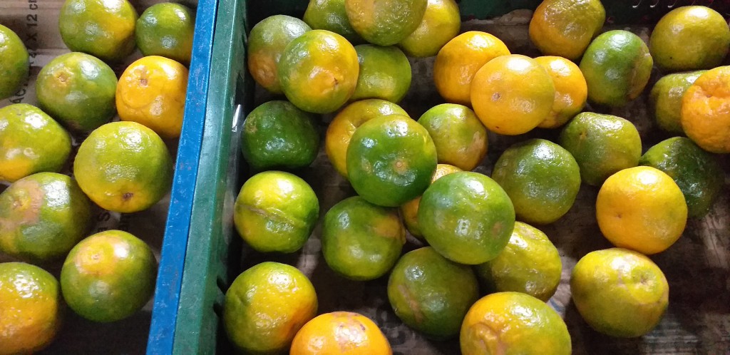 Mandarina oneco