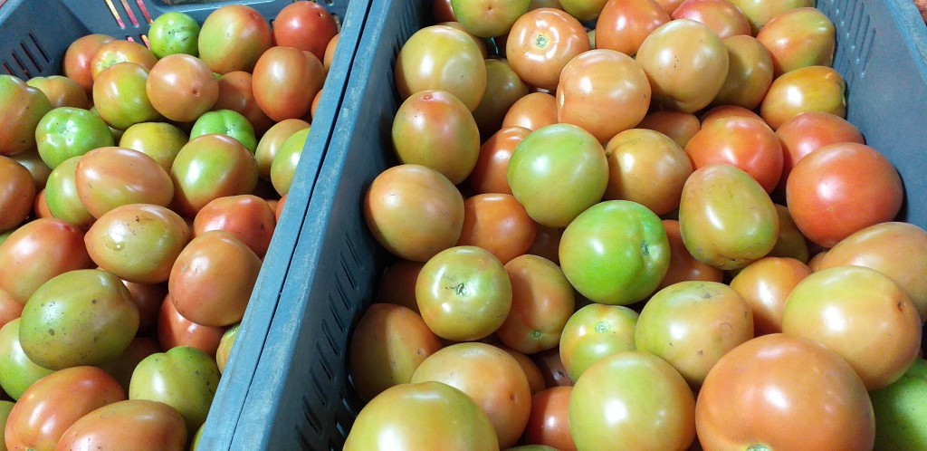 Tomate chonto 1ra
